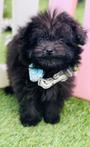 Gezonde schattige Pompoo pups Pomeranian x toy poedel