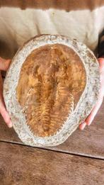 Fossiel - Gefossiliseerd dier - Cambropallas - 25 cm - 18 cm