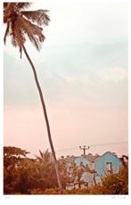 Stuart Möller - Blue Palm House