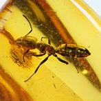 Amber - Barnsteen - Ant - 30 mm - 25 mm
