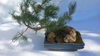 Den bonsai (Pinus) - Hoogte (boom): 20 cm - Diepte (boom):