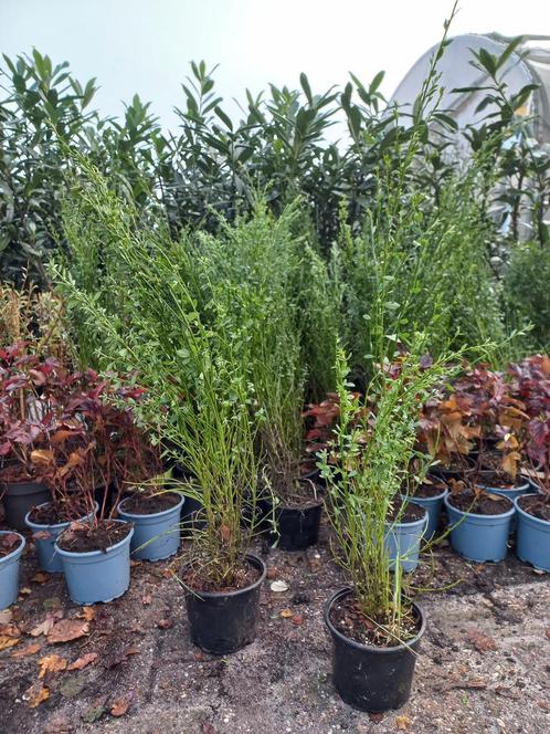 Brem Cytisus Scoparius, Tuin en Terras, Planten | Struiken en Hagen, Ophalen