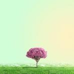 Téber - High Society (Apple)