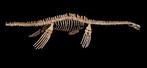 Dinosaurus - Fossiel skelet - PLESIOSAURO - 440 cm, Verzamelen