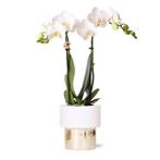 Kolibri Orchids | witte Phalaenopsis orchidee - Amabilis + L, Verzenden, Nieuw