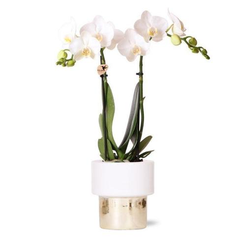 Kolibri Orchids | witte Phalaenopsis orchidee - Amabilis + L, Huis en Inrichting, Woonaccessoires | Wanddecoraties, Nieuw, Verzenden