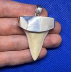 Witte haai Tand - Carcharodon carcharias - 49 mm - 39 mm -, Antiek en Kunst