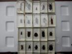 Verzameling van insecten in Harsblokken (20) -