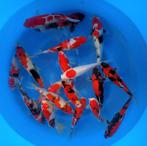 Hirasawa Marusei 22-27cm - Go-sanke , Tancho, enz.