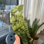 Nefriet Jade Sword - Hoogte: 39 cm - Breedte: 3.7 cm- 1920 g, Verzamelen