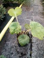 Astilboides tabularis tafelblad P9, Ophalen of Verzenden, Zomer, Vaste plant, Halfschaduw
