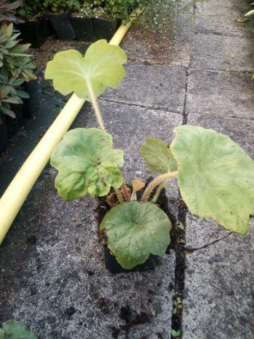 Astilboides tabularis tafelblad P9, Tuin en Terras, Planten | Tuinplanten, Vaste plant, Halfschaduw, Zomer, Ophalen of Verzenden