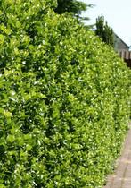 Hulsthaag - Ilex meserveae ‘Heckenstar’ - 60 t/m 200cm, Ophalen of Verzenden