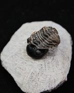 Trilobiet - Gefossiliseerd dier - Morocops ovatus (Zonder