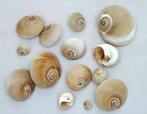 Polinices Didyma schelpen 800 gram, Hobby en Vrije tijd, Knutselen, Ophalen of Verzenden, Nieuw