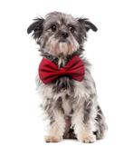 Honden strikje in diverse kleuren en 2 maten, Dieren en Toebehoren, Honden-accessoires, Verzenden, Nieuw