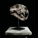 GEEN VEILIGING - Prachtige replica van een tijgenskull op, Antiek en Kunst