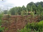 wilgentakkenschutting wilgentenen natuurlijke afscheiding