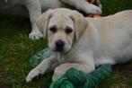 Onwijs Mooie Gele Labrador pups met Stamboom en NLV-Keurmerk, Meerdere, Teef, 8 tot 15 weken, Labrador retriever