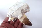 Mosasaur - fossielfragment van onderkaak + haaientand -