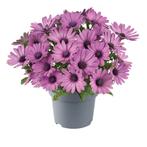 Spaanse Margriet - Roze, Ophalen of Verzenden