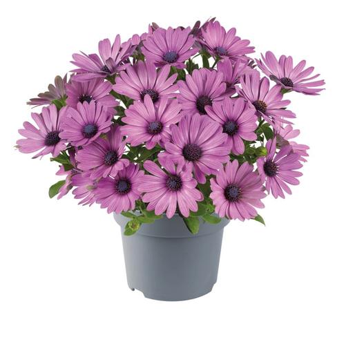 Spaanse Margriet - Roze, Tuin en Terras, Planten | Tuinplanten, Ophalen of Verzenden