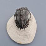 Trilobiet - Gefossiliseerd dier - Hollardops mesocristata -, Verzamelen, Mineralen en Fossielen
