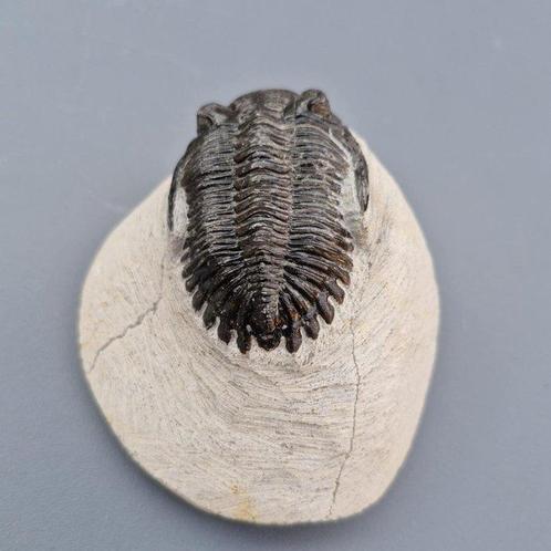 Trilobiet - Gefossiliseerd dier - Hollardops mesocristata -, Verzamelen, Mineralen en Fossielen