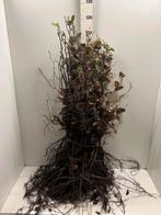 Beukenhaag Groene fagus sylvatica, Tuin en Terras, Verzenden, Beukenhaag, Haag, Minder dan 100 cm