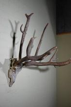 Père Davids Deer Schedel - Elaphurus davidianus - 80 cm -, Verzamelen, Dierenverzamelingen, Nieuw