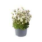 Saxifraga x arendsii Pixie  Winterharde bodembedekker voo..., Ophalen of Verzenden, Vaste plant, Bodembedekkers, Halfschaduw