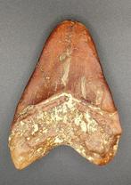 Megalodon - Fossiele tand - Otodus Megalodon - 132 mm - 95, Verzamelen, Mineralen en Fossielen