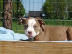 Old English Bulldog pups! t Gezonde type. Mogen direct mee!, Parvo, Nederland, 8 tot 15 weken, Bulldog