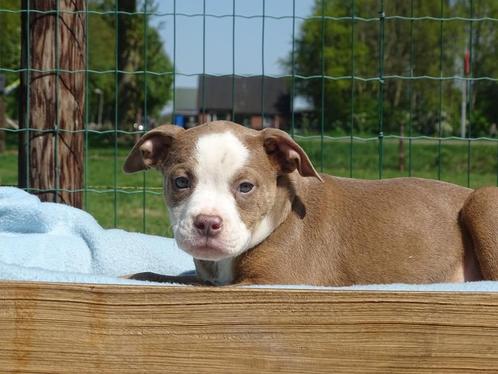 Old English Bulldog pups! t Gezonde type. Mogen direct mee!, Dieren en Toebehoren, Honden | Bulldogs, Pinschers en Molossers, Meerdere
