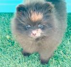 Pomeranian pomeriaan mini pups choco, NL nestje, Dieren en Toebehoren, Honden | Chihuahua's en Gezelschapshonden, Particulier