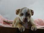 Old English Bulldog pups! | Mogen mee! | Hartelijk Welkom., Parvo, Nederland, 8 tot 15 weken, Bulldog