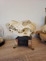 Hond Schedel - St Bernard - 11 cm - 23 cm - 13 cm-, Verzamelen, Dierenverzamelingen, Nieuw