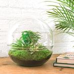 DIY terrarium - Dome XL -  30 cm, Verzenden