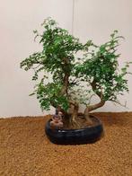 Chinese peper bonsai (Zanthoxylum) - Hoogte (boom): 41 cm -
