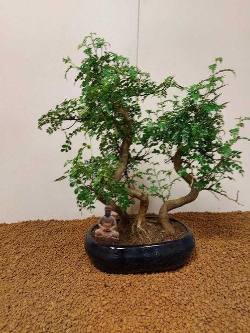 Chinese peper bonsai (Zanthoxylum) - Hoogte (boom): 41 cm -, Antiek en Kunst, Curiosa en Brocante