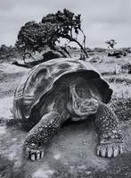 Sebastião Salgado (1944) - Galápagos, Ecuador, 2004 -, Antiek en Kunst