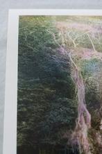 Mariska Karto - Tree with roots
