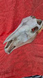 Cheval de Shire - Schedel - Shire equus - cheval le plus