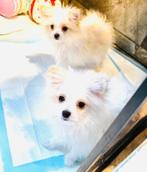MALTIPOM teefjes , mooie gezonde pups, maltezer x pomeranian, Dieren en Toebehoren, Parvo, Keeshond, 8 tot 15 weken, Teef