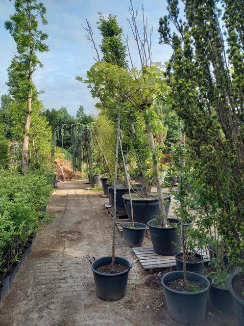 Acer pseudoplatanus Brilliantissimum, Tuin en Terras, Planten | Bomen, Ophalen