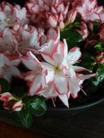 Azaleabos - Geen veilingprijs - Hoogte (boom): 18 cm -