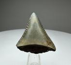 Witte haai - Fossiele tand - 3.2 cm - 2.8 cm (Zonder, Verzamelen, Mineralen en Fossielen