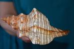 Zeeslak Zeeschelp - PLEUROPLOCA TRAPEZIUM (Zonder, Nieuw