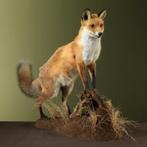 Vos Taxidermie Opgezette Dieren By Max, Verzamelen, Dierenverzamelingen, Ophalen of Verzenden, Nieuw, Wild dier, Opgezet dier