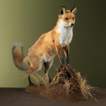 Vos Taxidermie Opgezette Dieren By Max beschikbaar voor biedingen